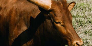 Improving Heat Stress Management In Beef Cattle