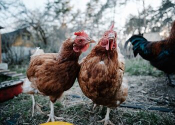 Spread Of Avian Flu Will Likely Not Affect Sales Of Free-Range Eggs