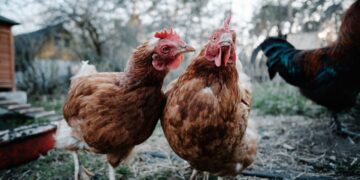Spread Of Avian Flu Will Likely Not Affect Sales Of Free-Range Eggs