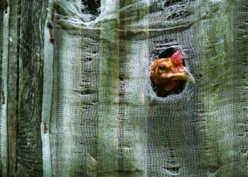 Something Good Is Happening To The Poultry Industry