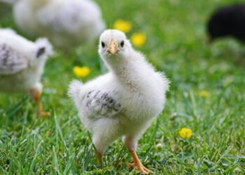 More Countries Could Ban South Africa’s Poultry