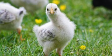 More Countries Could Ban South Africa’s Poultry