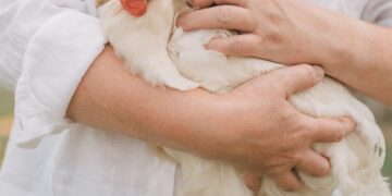 Carlton Chicken Swap Draws Crowd