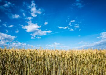 History Suggests Dec Corn Will Be Lower on 11/30/21 Than 6/30/21