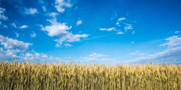 History Suggests Dec Corn Will Be Lower on 11/30/21 Than 6/30/21