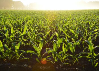 US Soy And Corn Crop Planting Forecasts Defy Markets Expectations