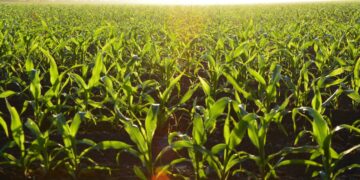 US Soy And Corn Crop Planting Forecasts Defy Markets Expectations