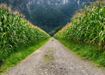 Corn Could Be Headed for a Record High