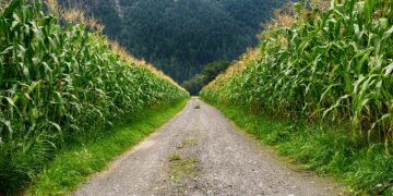 Corn Could Be Headed for a Record High