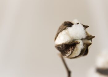 Farmers Should Prefer BT Cotton For Cultivation: Experts