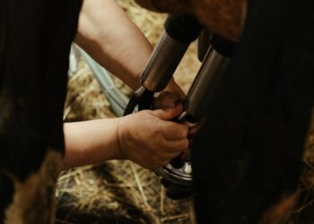 Milk Recording Uptake Increased By 18% Compared To 2019