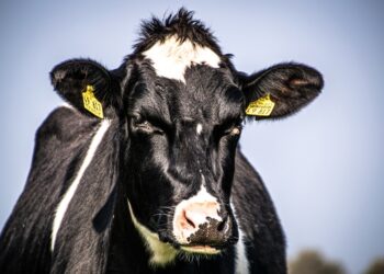 Farmers Grapple With Uncertain Future, Flimsy Supply Chain