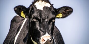 Farmers Grapple With Uncertain Future, Flimsy Supply Chain