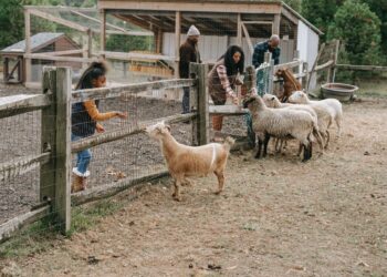 Sheboygan Falls Couple Started Diamond Vu To Teach About Agriculture