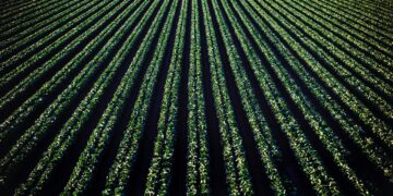 New-Crop Soybean Complex Bullishness Can’t Be Ignored