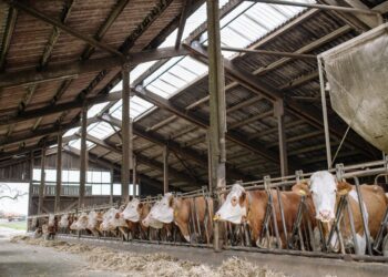 Feedlot Forum Is Planned June 29