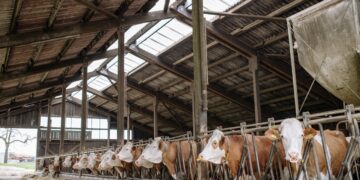 Feedlot Forum Is Planned June 29