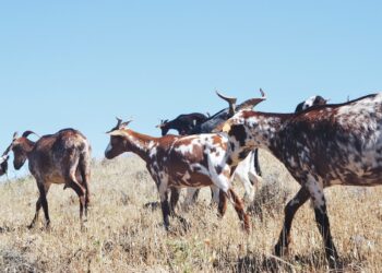 Namibia: Drought, Covid-19 Hit Sheep Farmers Hard