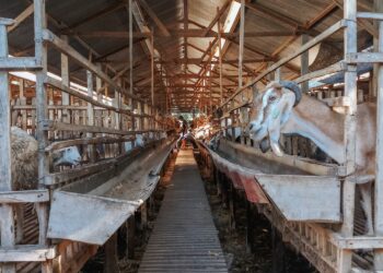 ‘Challenges I Face As A Small Scale Farmer’