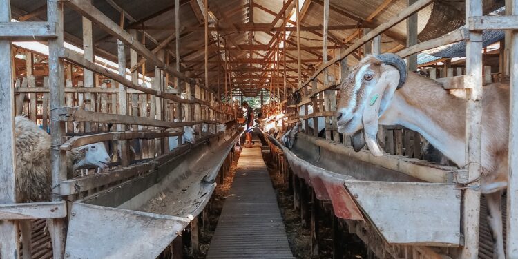 ‘Challenges I Face As A Small Scale Farmer’