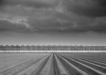 New Partnership To Set Sights On Commercial Greenhouse Market