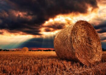 Hay Prices Steady Across State | Hay, Range & Pasture