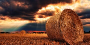 Hay Prices Steady Across State | Hay, Range & Pasture
