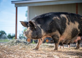 Philippine DA Distributes ‘Sentinel’ Pigs To Gear Up For Hog Repopulation Mission