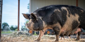 Philippine DA Distributes ‘Sentinel’ Pigs To Gear Up For Hog Repopulation Mission