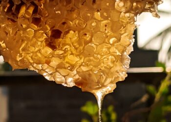 Agriculture Minister Launches Portal For Traceability Of Source Of Honey : The Tribune India