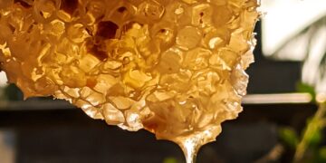 Agriculture Minister Launches Portal For Traceability Of Source Of Honey : The Tribune India