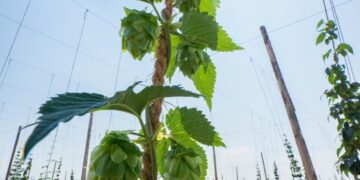 Kansas Farmers Defying The Odds By Growing Hops