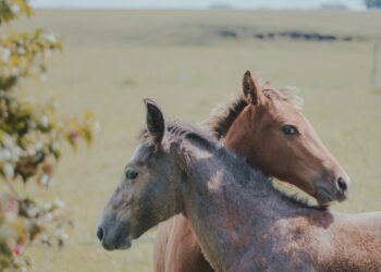 West Kazakhstan Region Shows Positive Dynamics in Agriculture and Manufacturing Industries in 2020