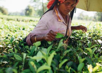 Where Is India’s Agriculture Sector Headed? Experts Explain