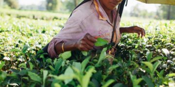 Where Is India’s Agriculture Sector Headed? Experts Explain