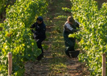 In Pandemic, Worry About Finding Summer Workers