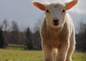 Lambathon: Watch Newborn Lambs, Connect With The Countryside And Help Boost Scotland’s Farm Tourism