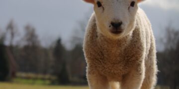 Lambathon: Watch Newborn Lambs, Connect With The Countryside And Help Boost Scotland’s Farm Tourism