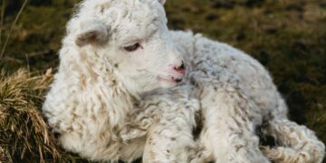 Meet The Sisters Behind Lambing Tours at Bates Farm Risley