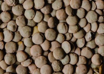 Winter Wheat, Lentil Acres Increase In Plantings Report