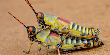 As Locusts Swarmed East Africa, This Tech Helped Squash Them