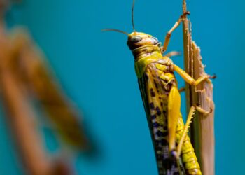Lebanon Battles Swarms Of Locusts After Wind Changes Direction