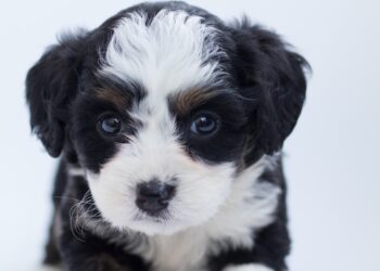 Farmers Benefit From A Robust Pet Food Industry