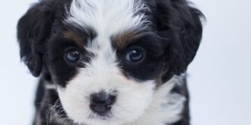 Farmers Benefit From A Robust Pet Food Industry