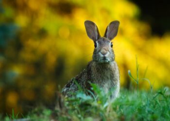 USDA Retracts Warning About Presence Of Rabbit Disease