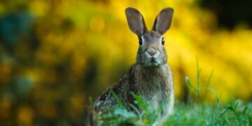USDA Retracts Warning About Presence Of Rabbit Disease
