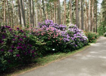 Could Your Rhododendrons Be Spreading Sudden Oak Death?