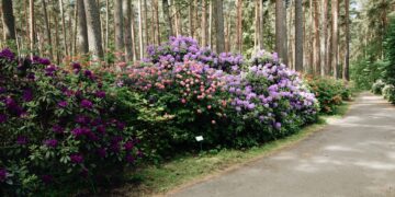 Could Your Rhododendrons Be Spreading Sudden Oak Death?
