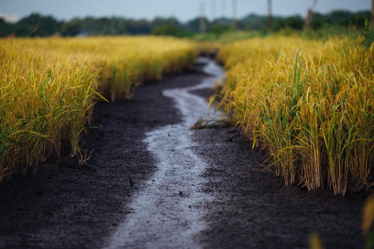 Record Boro Rice Production Likely In Rangpur Region – WorldAgJournal.com