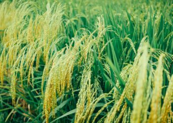 Rice Tungro Virus Disease Destroys 1,000 Hectares Of Ricefields In Albay